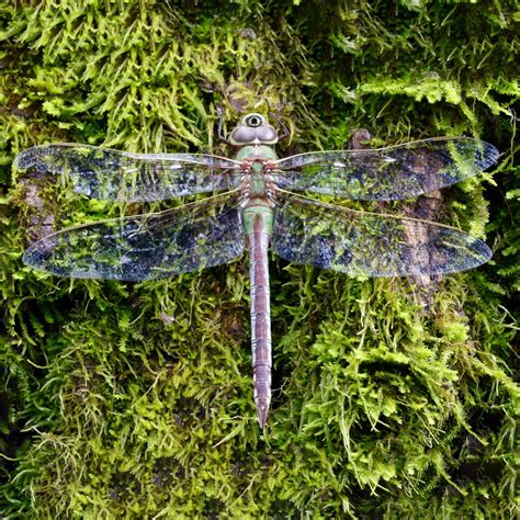 Green Darner Dragonfly - Lichen Labs