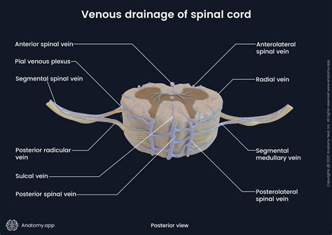 Spinal cord | Encyclopedia | Anatomy.app | Learn anatomy | 3D models, articles, and quizzes