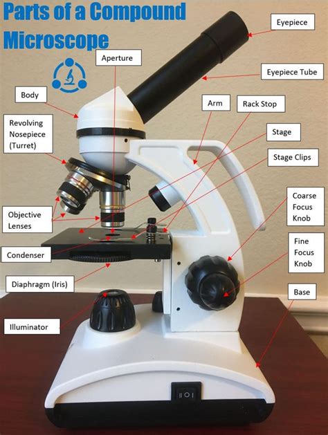 Parts of a Compound Microscope: Diagrams and Video | Microscope, Microscope parts, Compounds