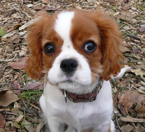 PUPPY CARE CENTER: Cavalier King Charles Spaniel Puppy Care Center and ...