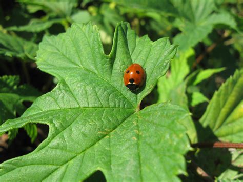 Free Images : nature, plant, leaf, green, letter, insect, ladybug ...
