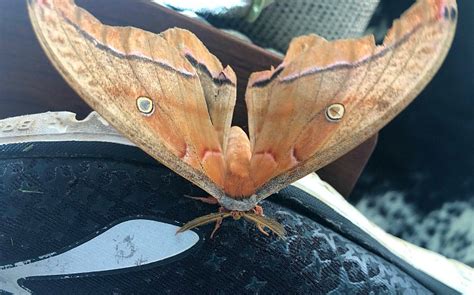 Interlude with a Sleepy Little Moth - grace grits and gardening