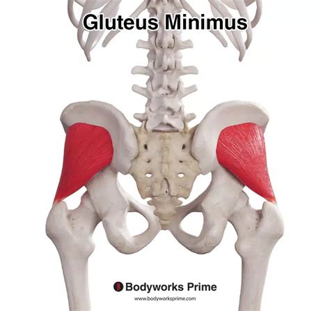 Gluteus Minimus Muscle Anatomy - Bodyworks Prime