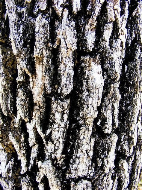 close look at mahogany tree bark Free Photo Download | FreeImages