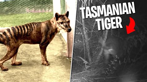 Tasmanian Tiger Still Alive