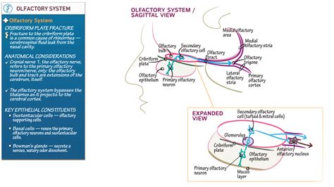 Neuroanatomy: The Olfactory System | ditki medical & biological sciences