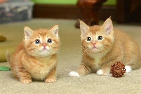 Ginger Family Gets A Second Chance At Life - Love Meow