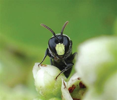 Endangered Hawaiian yellow-faced bees threatened by invasive ants - West Hawaii Today