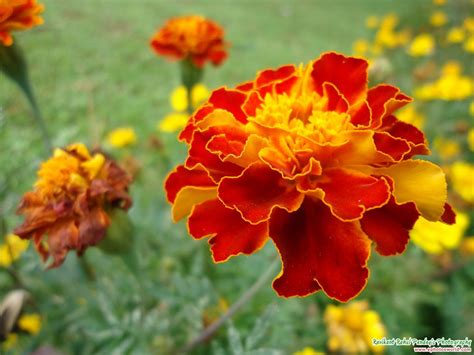 Image result for marigold flower | Flowers, Marigold flower, Flower photos