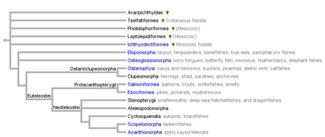 Salmonidae; Graylings; Thymallus; Whitefish; Salmonids