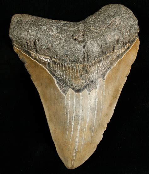 Huge 5.42" Megalodon Shark Tooth For Sale (#6651) - FossilEra.com