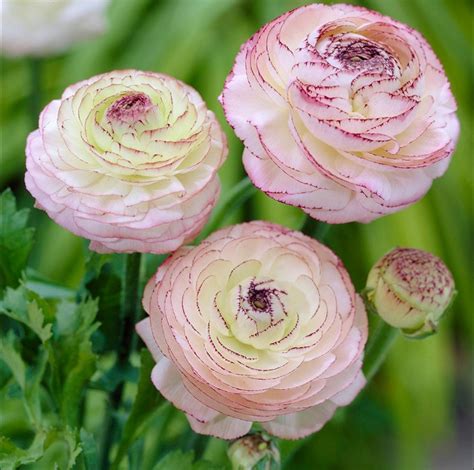 Ranunculus Asiaticus Seeds, 50pcs/pack