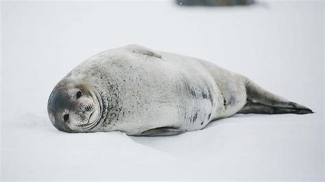 Seals of the Antarctic Peninsula | Poseidon Expeditions