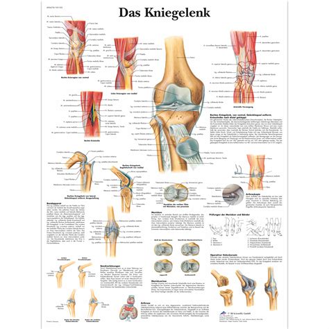 Das Kniegelenk - 1001322 - VR0174L - Sistema Scheletrico - 3B Scientific