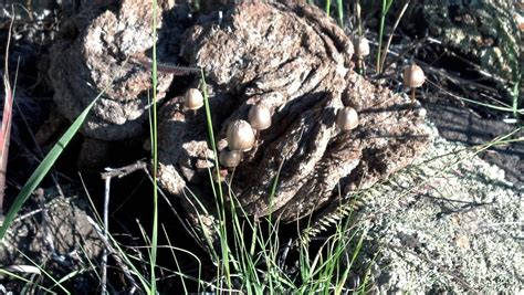 Arizona Shrooms?. identification please - Mushroom Cultivation ...