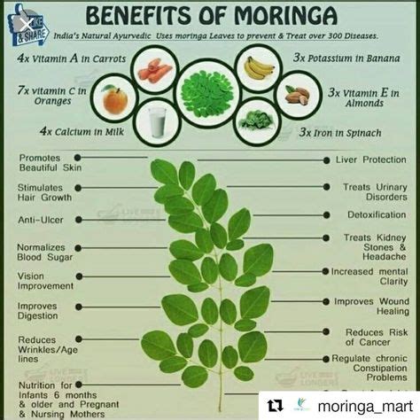 #Repost @moringa_mart (@get_repost) ・・・ Moringa is the Only plant you ever need to take. It has ...