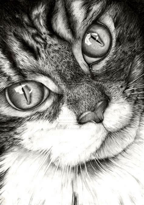 20+ Beautiful Realistic Cat Drawings To inspire you