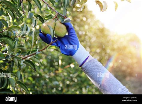 William Pear Harvesting in Sunshine Stock Photo - Alamy