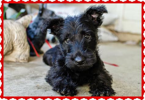 Rules of the Jungle: Scottish terrier puppies