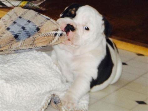 AKC Black & White English Bulldog Puppy for Sale in Accord, New York ...