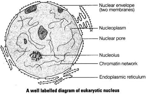 Labelled Nucleus Diagram