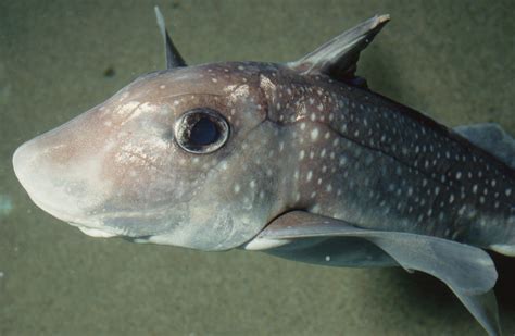 Quimera manchada | Animales | Monterey Bay Aquarium