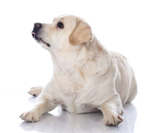 Obesity in Dogs — Impact Veterinary Physiotherapy