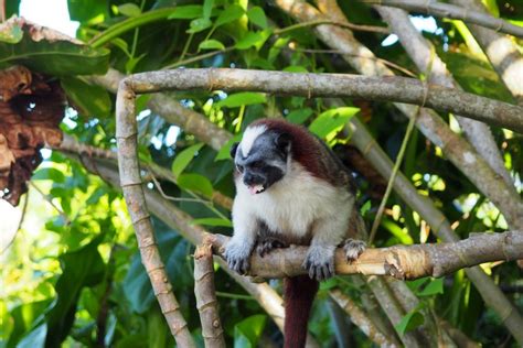 Photos of the Monkey Island Panama tour from Panama City