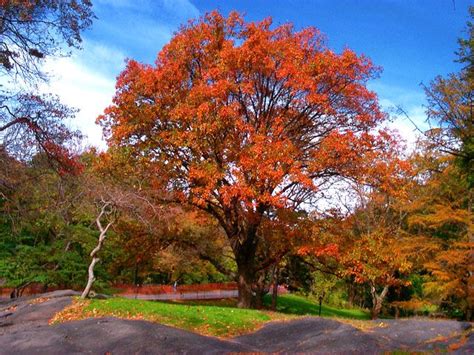 Red Oak - New Jersey | Official State Trees | Pinterest