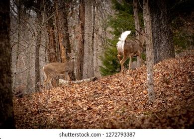 Whitetail Deer Running Away Stock Photo 1272793387 | Shutterstock