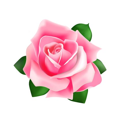 Download High Quality transparent rose vector Transparent PNG Images - Art Prim clip arts 2019