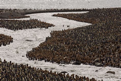 King Penguin Colony | Rod Planck Photography