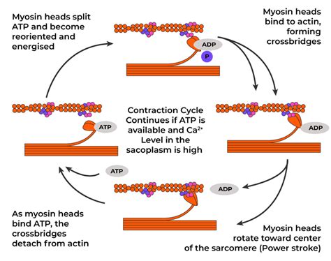 Mechanism of Muscle Contraction - CBSE Class 11