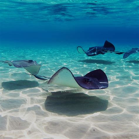 Stingray City