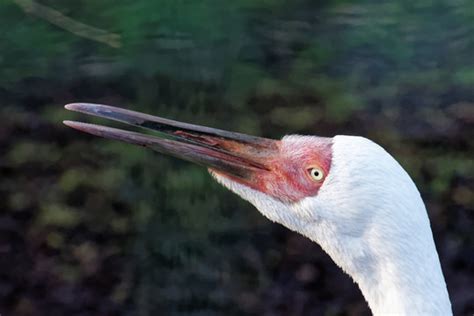 "Siberian Crane" Images – Browse 308 Stock Photos, Vectors, and Video | Adobe Stock