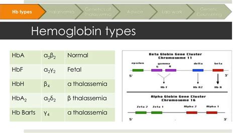 Genetics of Thalassemia