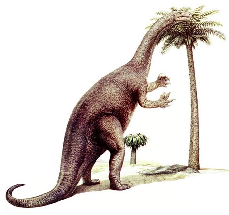 Plateosaurus Pictures & Facts - The Dinosaur Database