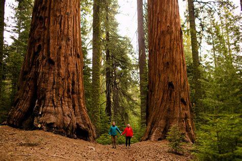 Parque Nacional Da Sequoia