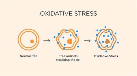 What Are Free Radicals And How Do They Affect Skin? – Beauty Nd Health