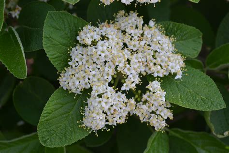 Mohican Viburnum is a deciduous shrub that produces white flowers.