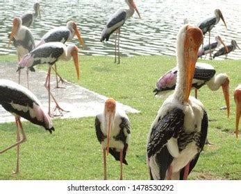 1 Swarm Of Birds Of Kabua Images, Stock Photos & Vectors | Shutterstock