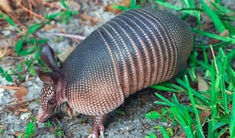 Can You Have an Armadillo as a Pet? - Is it Legal?