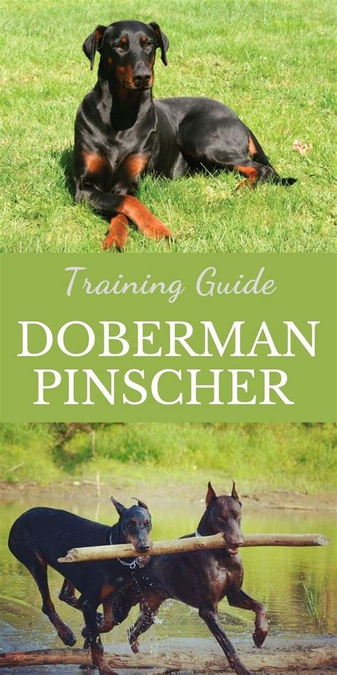 Doberman Pinscher Training Guide | Our Deer | Doberman puppy training, Doberman pinscher puppy ...