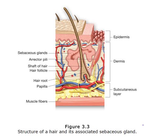 Medical Terminology Chapter 3 Integumentary System Diagram | Quizlet