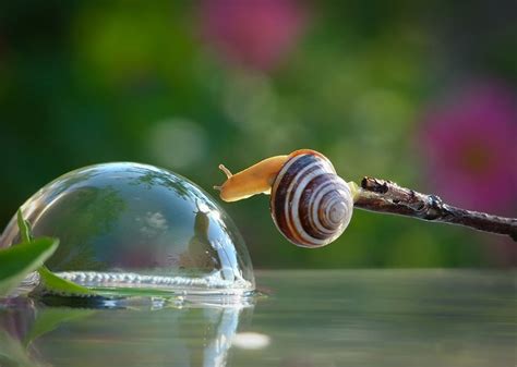 Magical World Of Snails Captured In Macro Photography By Vyacheslav ...