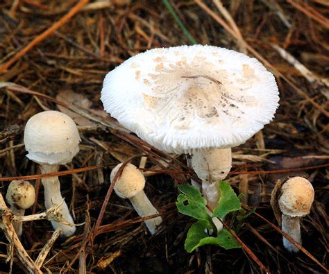 Are Backyard Mushrooms Poisonous - Be Cautious When Picking Mushrooms South Florida Sun Sentinel ...