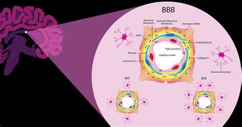 Comparative Blood-Brain Barrier Laboratory Seeks to Unlock Mystery of ...