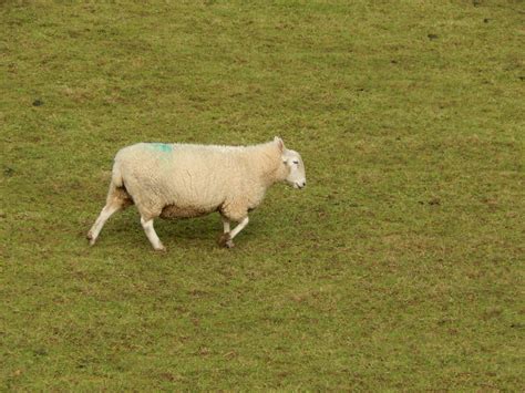 Download free photo of Sheep,welsh,farm,animal,countryside - from ...