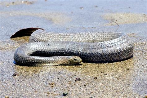 Olive Sea Snake – "OCEAN TREASURES" Memorial Library