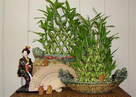 Chinese Lucky Bamboo - Stabroek News